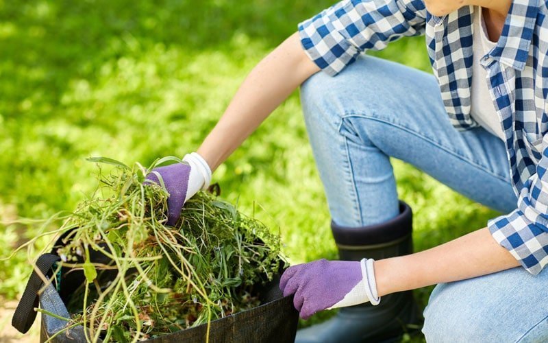 What You Need To Know About Weed Removal Services