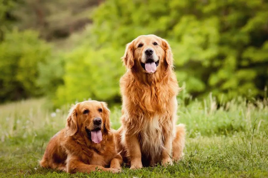 Golden Retriever: How They Differ From Other Dogs